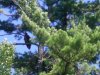 CIMG0279paint.JPG