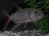 Barracuda 153.JPG