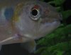 Barracuda 158.JPG