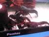 crayfish-black-prawn.jpg