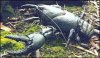 lobster3b.jpg
