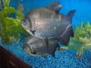lots of fish 574.jpg
