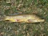 carp.jpg