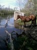 horse.jpg