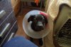 lamp shade 001.JPG