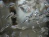 DSC05661.JPG