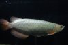 Leichardti arowana (Hao).jpg