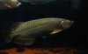 Jardini arowana (Hao).jpg