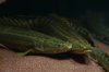 DSC_0823.JPG