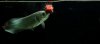African arowana (Xander).jpg
