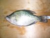 05-16-12 Crappie.JPG