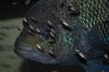 black umbee 079.JPG