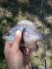 roansunfish.jpg