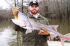paddlefish.png