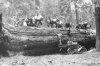 GiantLog.26362111_std.jpg
