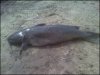 catfish.jpg