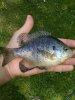 blueroan sunfish.jpg