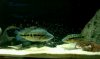 Wolf Cichlid 2.jpg
