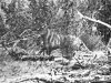 queensland-tiger-Western-Victoria-1964-Rilla%u0025252520Martin.jpg