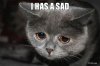 i-has-a-sad.jpg