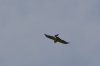 attack of hawk 021.JPG