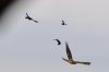 attack of hawk 001.JPG