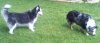 dogs.jpg
