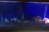 rico piranhas3.jpg