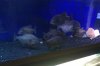 rico piranhas2.jpg