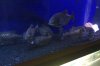 rico piranhas1.jpg