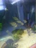 ImageUploadedByMonsterAquariaNetwork1337117453.524741.jpg
