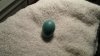 Robin Egg 001.JPG