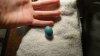 Robin Egg 002.JPG Robin Egg 002.JPG