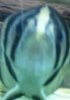 uploadfromtaptalk1338516415173.jpg
