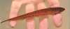 orange knife fish.jpg