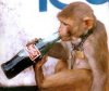 Jullunder_monkey_drinking_coca-cola.jpg