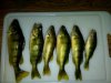 perch.jpg