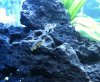 Cichlids 1.jpg Cichlids 1.jpg