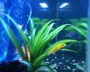 Cichlids 4.jpg Cichlids 4.jpg