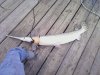 gar.jpg