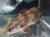 fish 1160.jpg