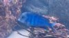 blue dolphinSM.jpg blue dolphinSM.jpg