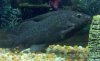 synodontis eupterusSM.jpg