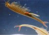 fairy_shrimp_fest_large.jpg