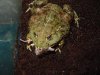 Frog's Gotta Eat.JPG Frog's Gotta Eat.JPG