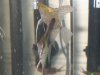 angelfish1.jpg
