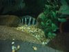 Frontosa and choc 007.jpg