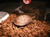 ornate wood turtle.JPG