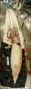 _41381898_squid_nhm_203long.jpg