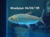 characin-goliath-woody1.jpg